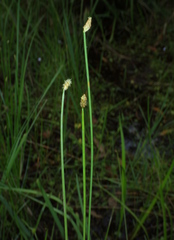 (c) Lachlan Copeland, some rights reserved (CC BY-SA) Eleocharis tetraquetra, photograph (c) Lachlan Copeland, some rights reserved (CC BY-SA)
