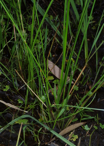 Eleocharis tetraquetra, photograph 3
