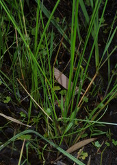 (c) Lachlan Copeland, some rights reserved (CC BY-SA) Eleocharis tetraquetra, photograph (c) Lachlan Copeland, some rights reserved (CC BY-SA)