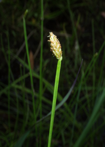 Eleocharis tetraquetra, photograph 4