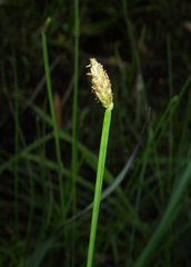 Eleocharis tetraquetra, photograph (c) Lachlan Copeland, some rights reserved (CC BY-SA)
