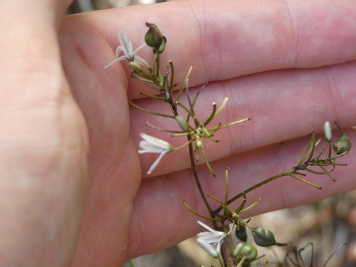 Dianella adenanthera observed 2024-02-19