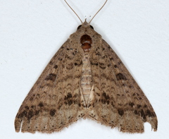 Ericeia sobria