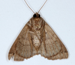 Ericeia sobria
