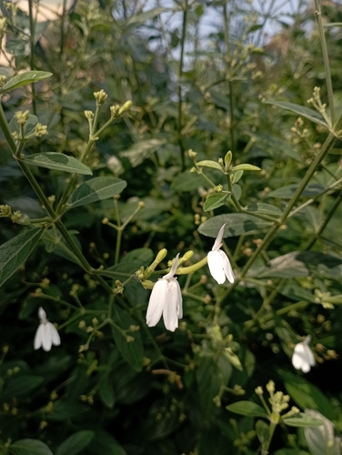 Image of Rhinacanthus nasutus by (c) jimmy, some rights reserved (CC BY)