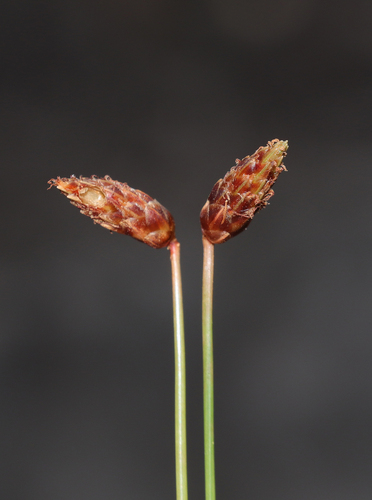 Fimbristylis nutans iNat (3)