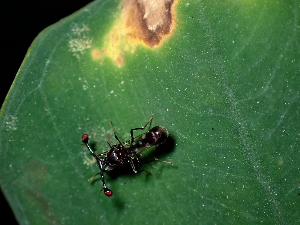 Teleopsis freyi