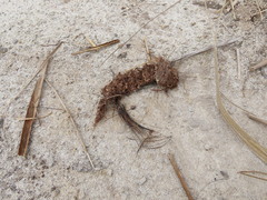 Coragyps atratus