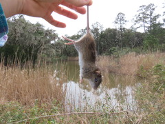 Oryzomys palustris