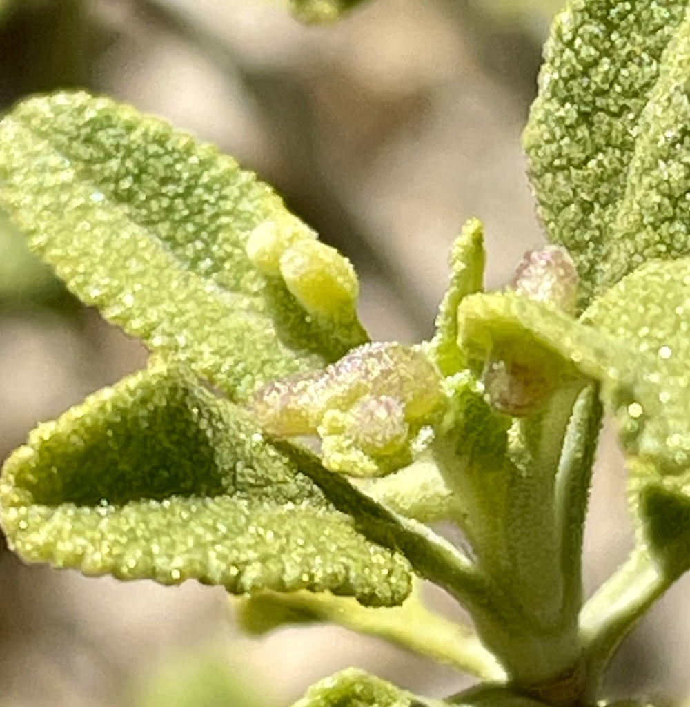 White Sage Leaf Gall Midge from Joshua Tree National Park, Desert Hot ...