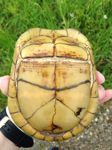 Three-toed Box Turtle, photo 3 of 10
