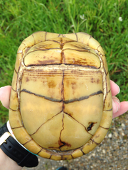 Three-Toed Box Turtle photo 3