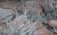 Elephantulus rupestris