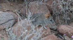 Elephantulus rupestris