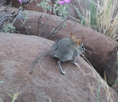 Elephantulus rupestris