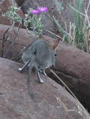 Elephantulus rupestris