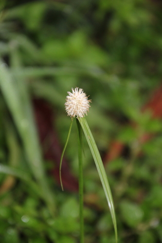 Image of White Flat-Sedge (Cyperus cristatus) by no rights reserved