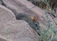 Elephantulus rupestris