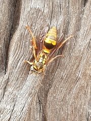 Ropalidia socialistica