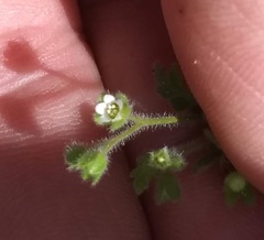 Eucrypta chrysanthemifolia bipinnatifida