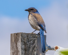 California Scrub-Jay photo 3