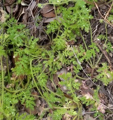 Eucrypta chrysanthemifolia bipinnatifida