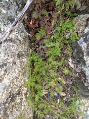 Eucrypta chrysanthemifolia bipinnatifida