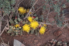 Pleiospilos compactus