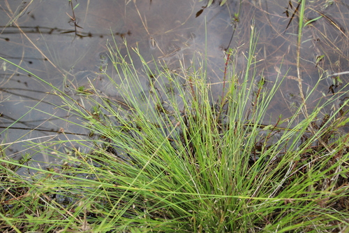 Rhynchospora gracillima observed 2024-02-17