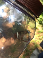 Pteronymia cotytto cotytto