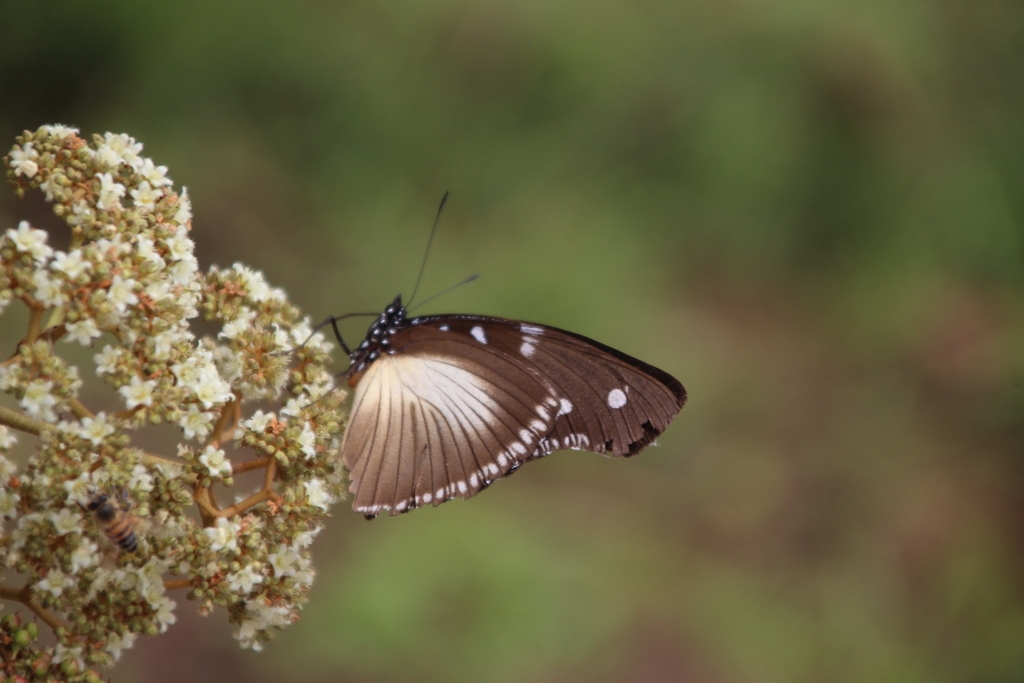 Large Variable Diadem