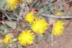 Pleiospilos compactus