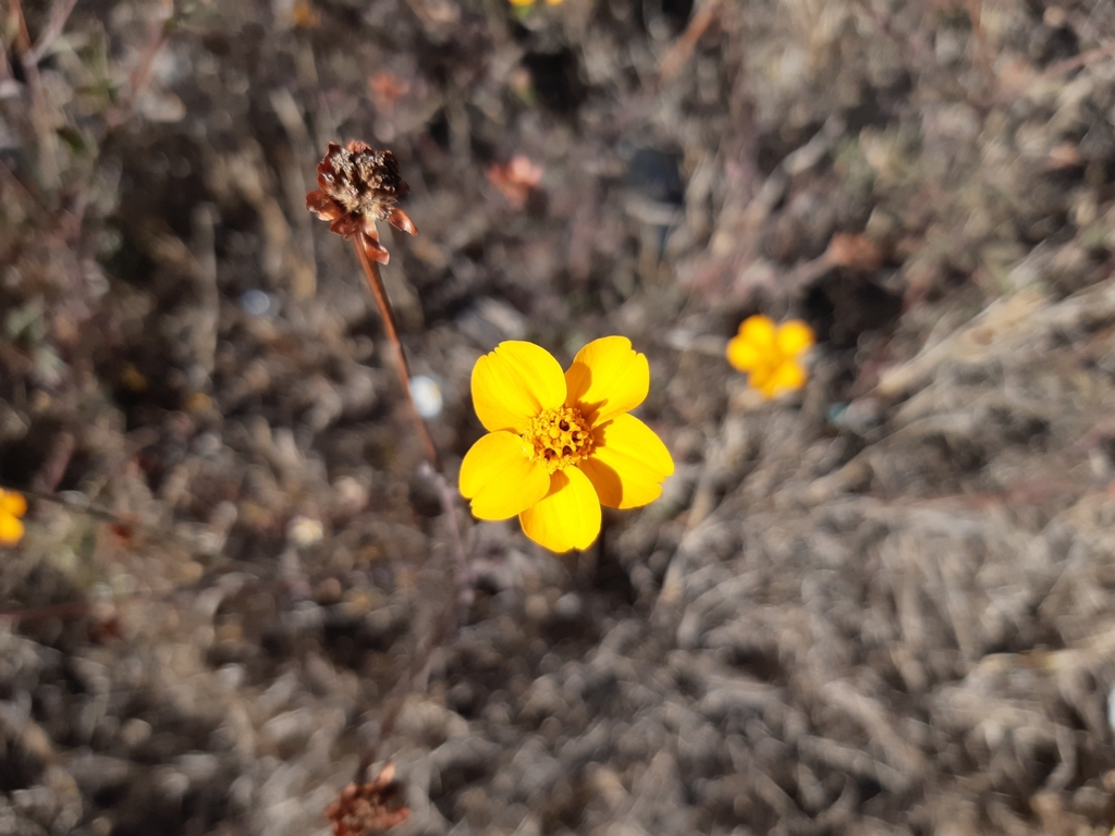 Dyssodia tagetiflora from PPTC05, 76229 Qro., México on January 25 ...