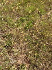 Triteleia ixioides ixioides