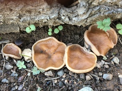 Gyromitra perlata