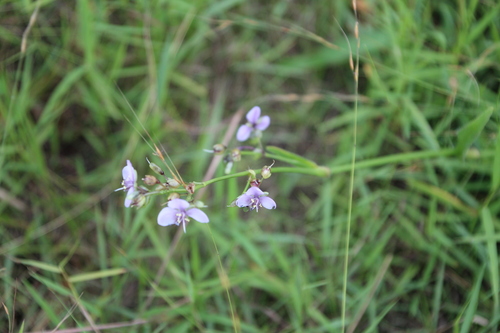Murdannia simplex, photograph 5