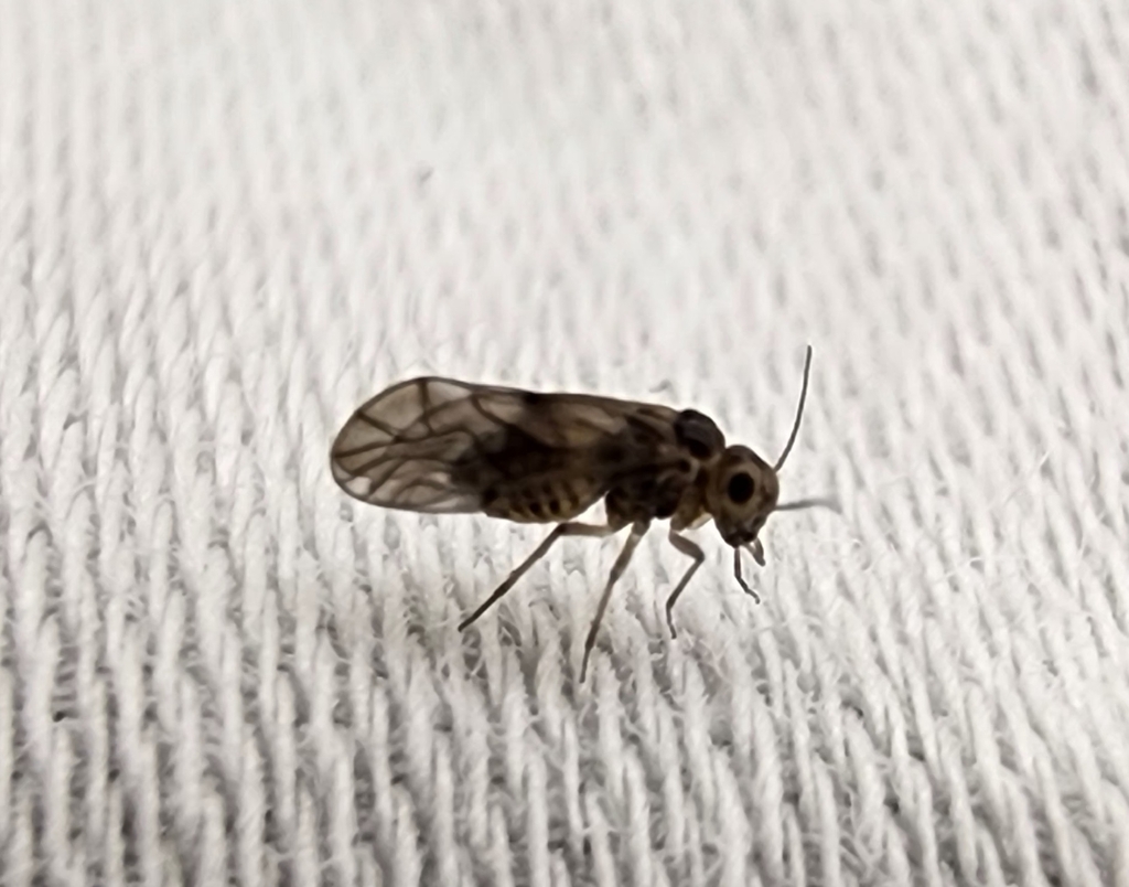 Peripsocus madidus