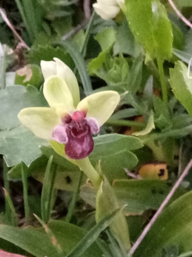 Ophrys bombyliflora image