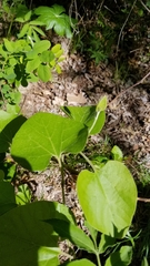 Aristolochia tomentosa