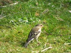 Fringilla coelebs