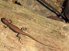 Sphenomorphus incognitus