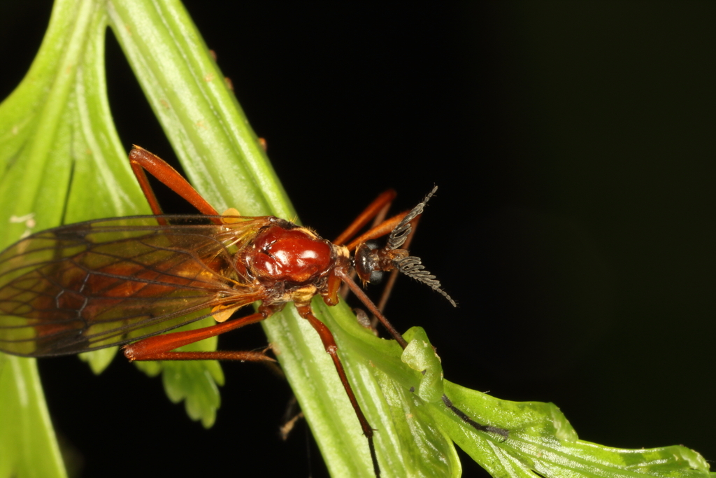 Gynoplistia unimaculata
