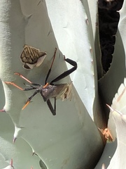 Acanthocephala thomasi