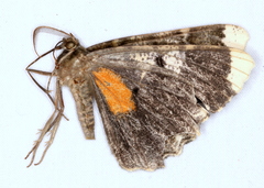 Amblychia subrubida