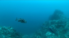 Chirodactylus spectabilis