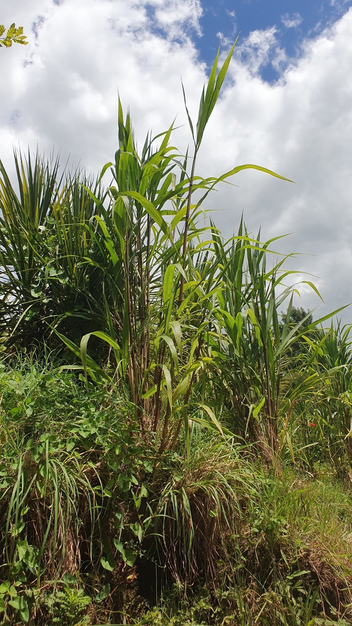 Imagem de Cana-de-açúcar