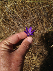 Brodiaea elegans elegans