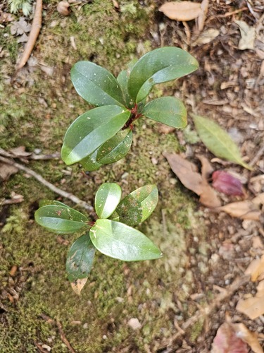 Myrsine stolonifera iNat (3)
