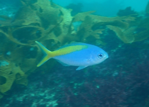 Yellowtail blue snapper (Paracaesio xanthura) — Lutjanidae — 5