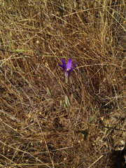 Brodiaea elegans elegans